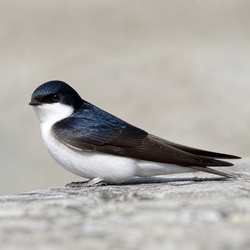 House Martin Identification Guide