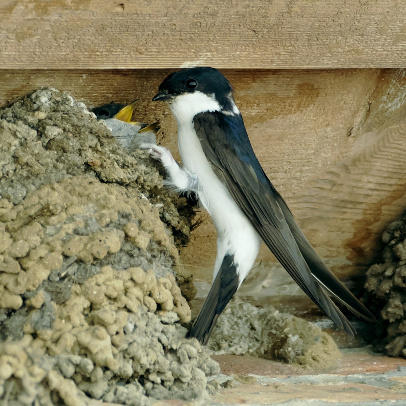 House Martin (Delichon urbicum)