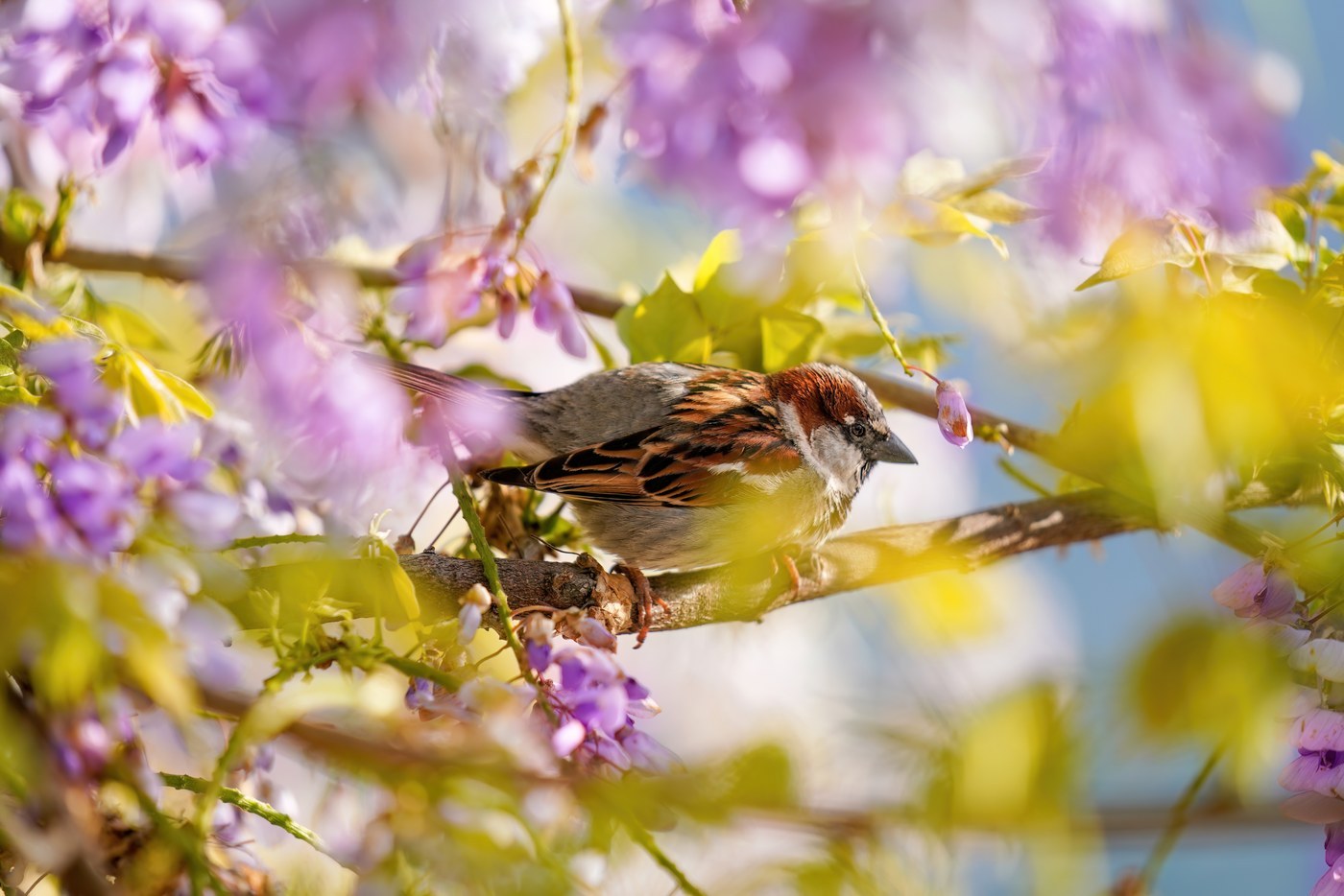 House Sparrow (Passer domesticus)