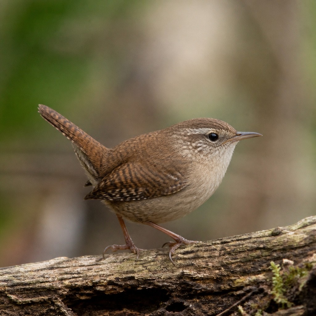 House Wren (Troglodytes aedon)