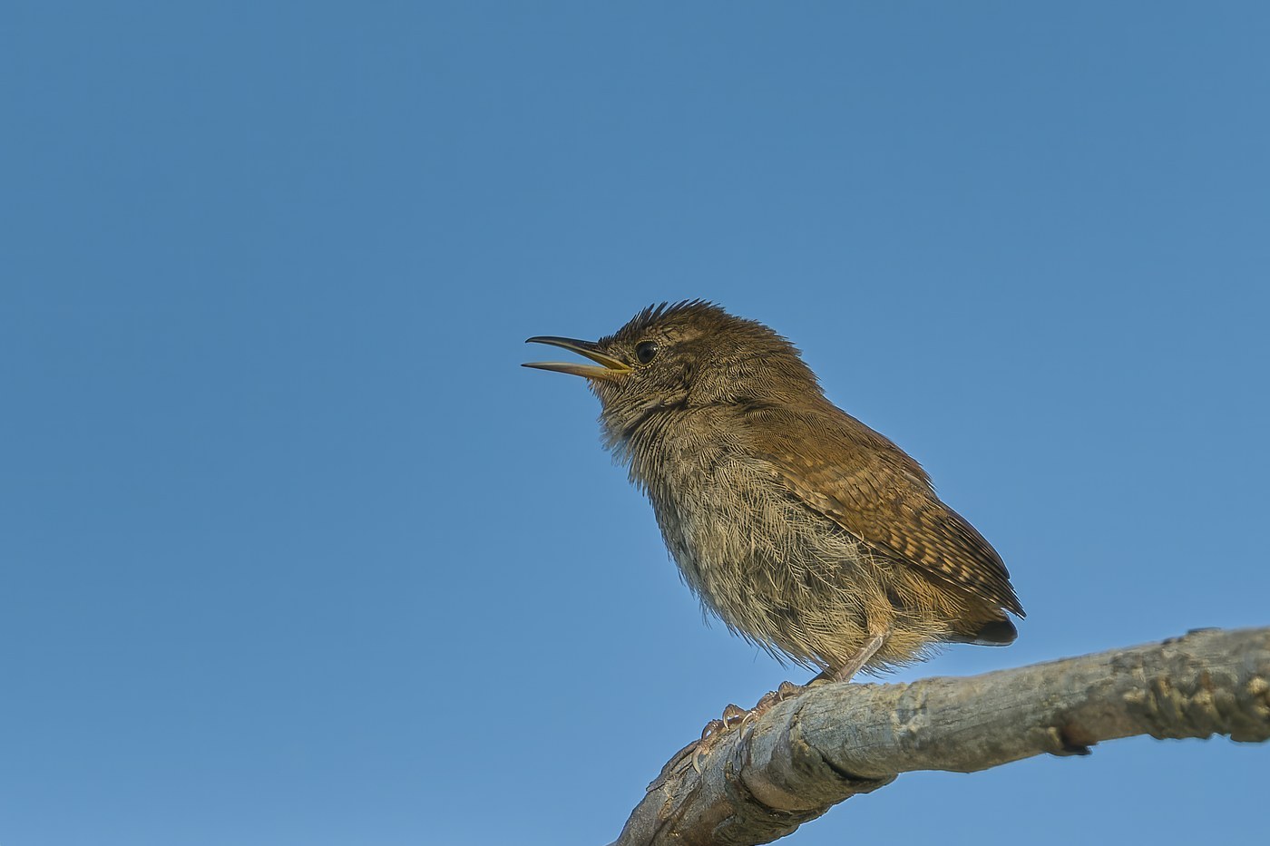 House Wren (Troglodytes aedon)