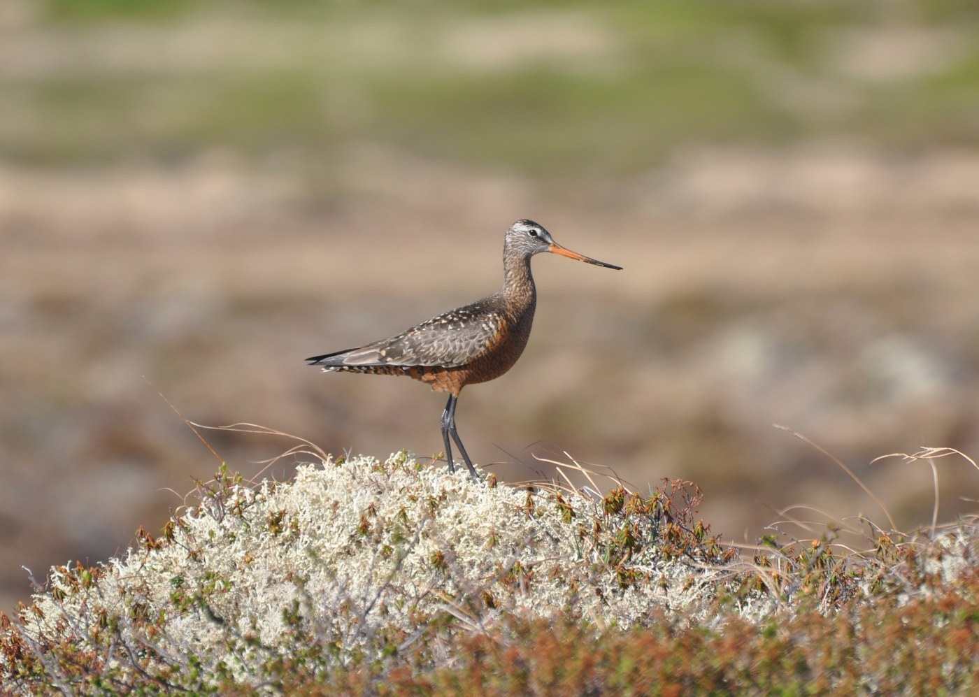Hudsonian Godwit (Limosa haemastica)