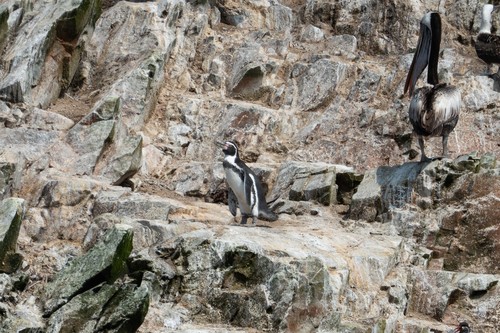 Humboldt Penguin