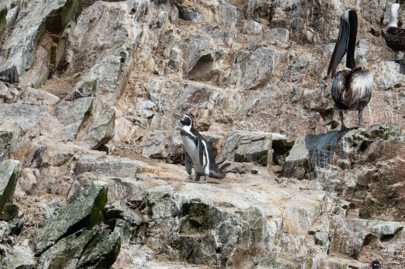 Humboldt Penguin (Spheniscus humboldti)