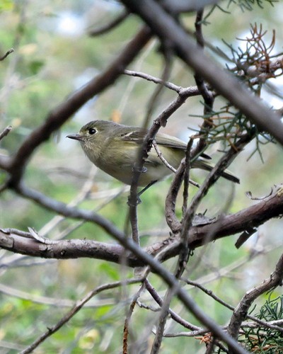 Hutton's Vireo