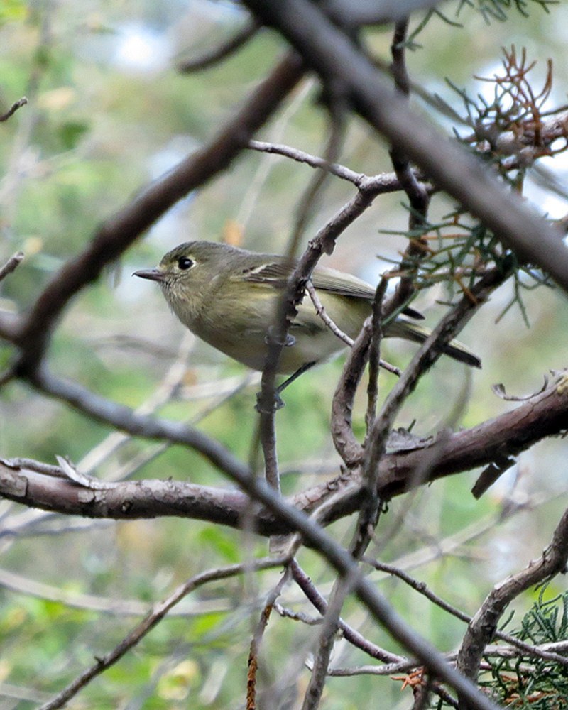 Hutton's Vireo (Vireo huttoni)