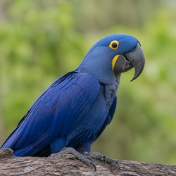 Hyacinth Macaw Identification Guide