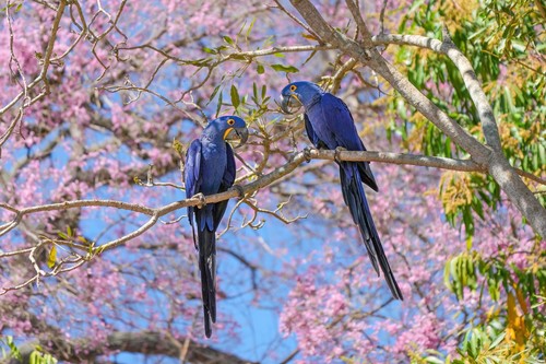 Hyacinth Macaw