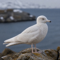 Iceland Gull Identification Guide