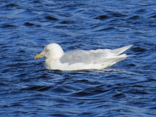Iceland Gull