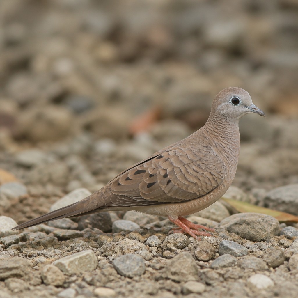 Inca Dove