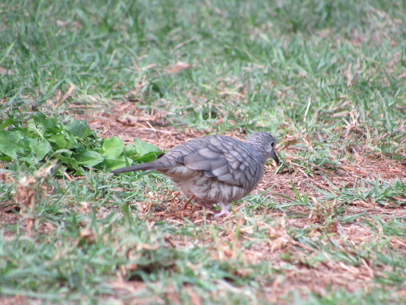 Inca Dove (Columbina inca)
