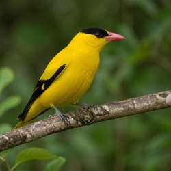Indian Golden Oriole Identification Guide