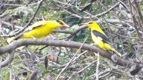 Indian Golden Oriole