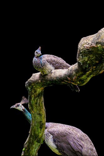Indian Peafowl