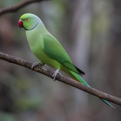 Indian Ringneck Parakeet Identification Guide