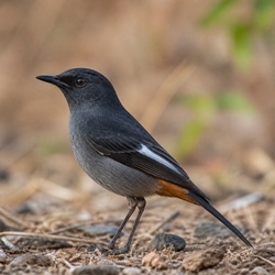 Indian Robin Identification Guide
