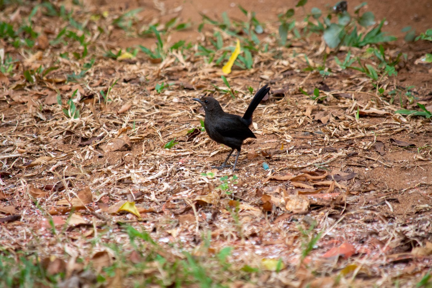 Indian Robin (Copsychus fulicatus)