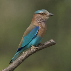 Indian Roller Identification Guide
