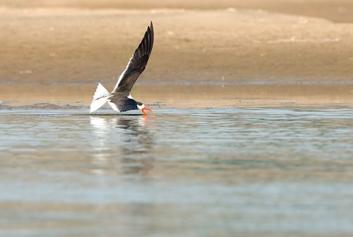 Indian Skimmer