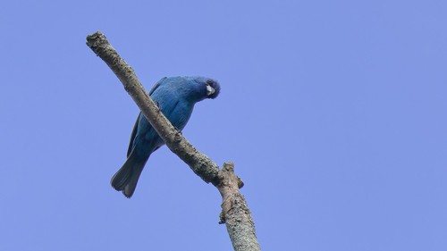 Indigo Bunting