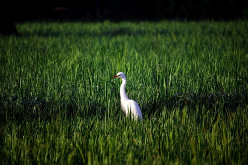Intermediate Egret