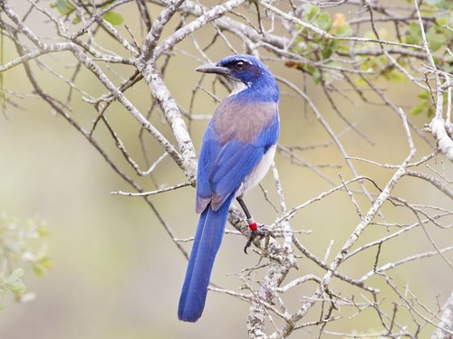Island Scrub-Jay