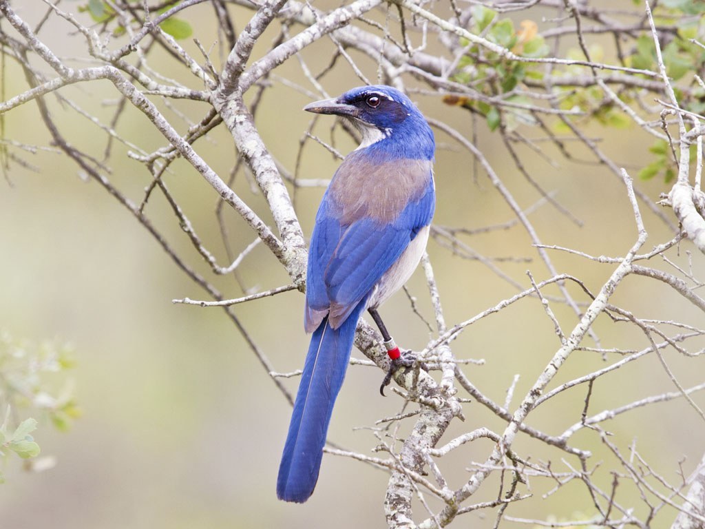 Island Scrub-Jay (Aphelocoma insularis)
