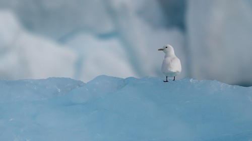 Ivory Gull