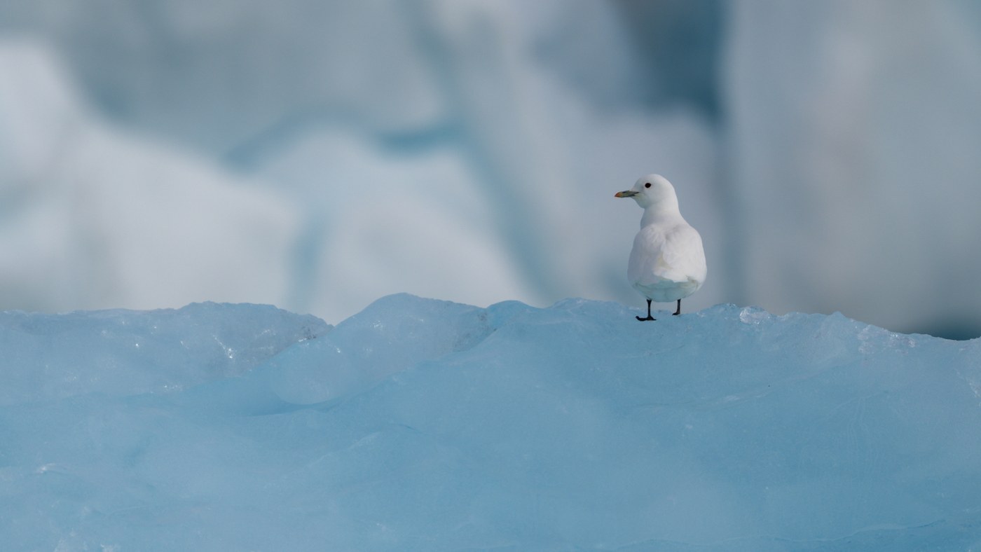 Ivory Gull (Pagophila eburnea)