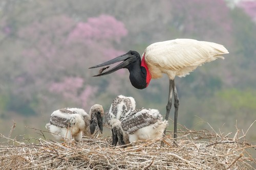 Jabiru