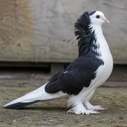 Jacobin Pigeon Identification Guide