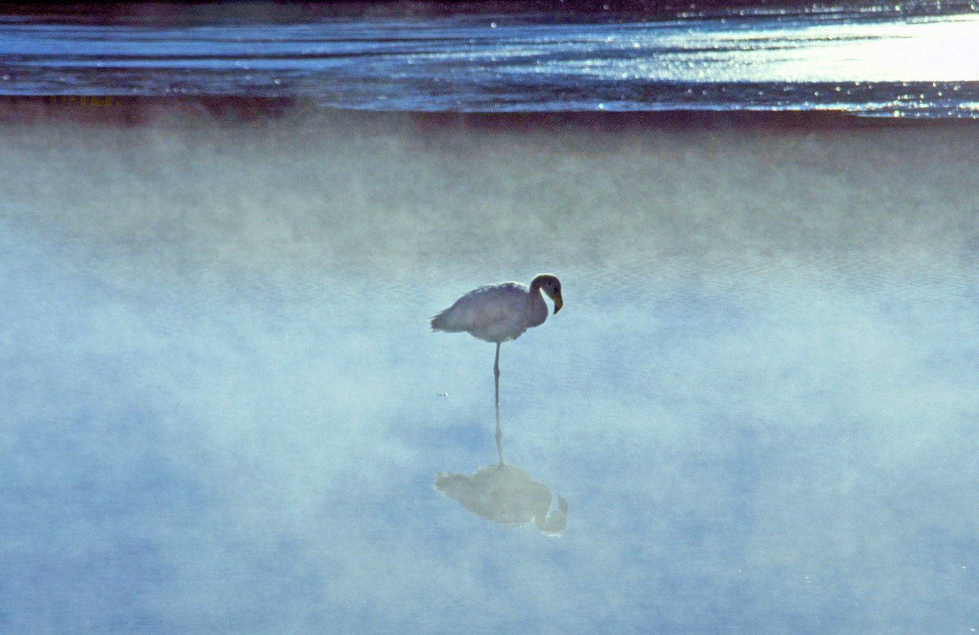 James's Flamingo (Phoenicoparrus jamesi)