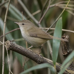 Japanese Bush Warbler Identification Guide
