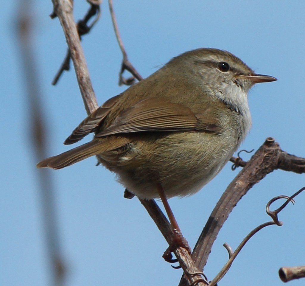 Japanese Bush Warbler Identification Guide