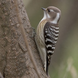Japanese Pygmy Woodpecker Identification Guide