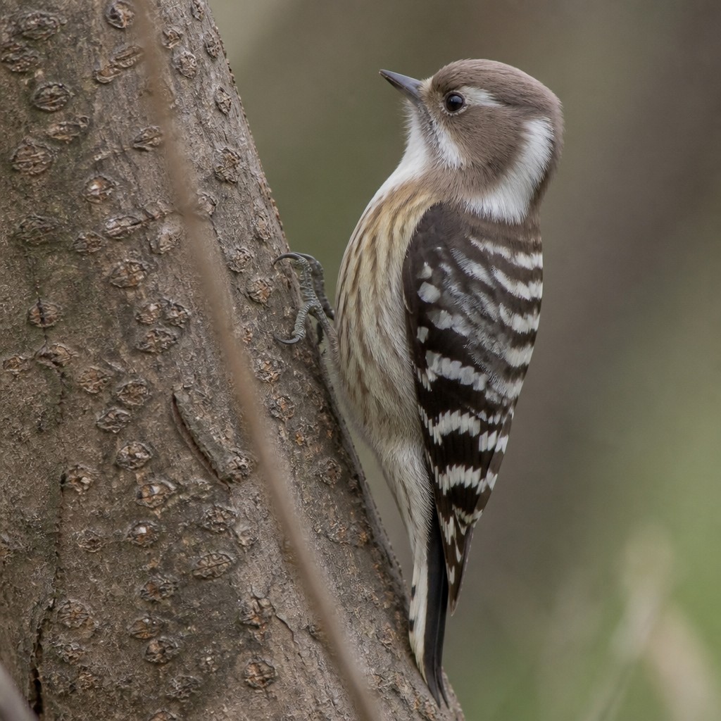 Japanese Pygmy Woodpecker