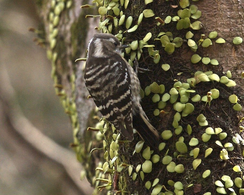 Japanese Pygmy Woodpecker Identification Guide