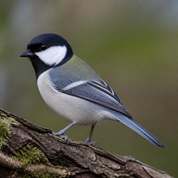 Japanese Tit Identification Guide
