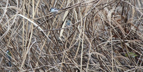 Japanese Tit