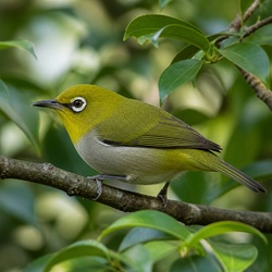 Japanese White-eye Identification Guide