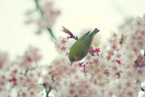 Japanese White-eye