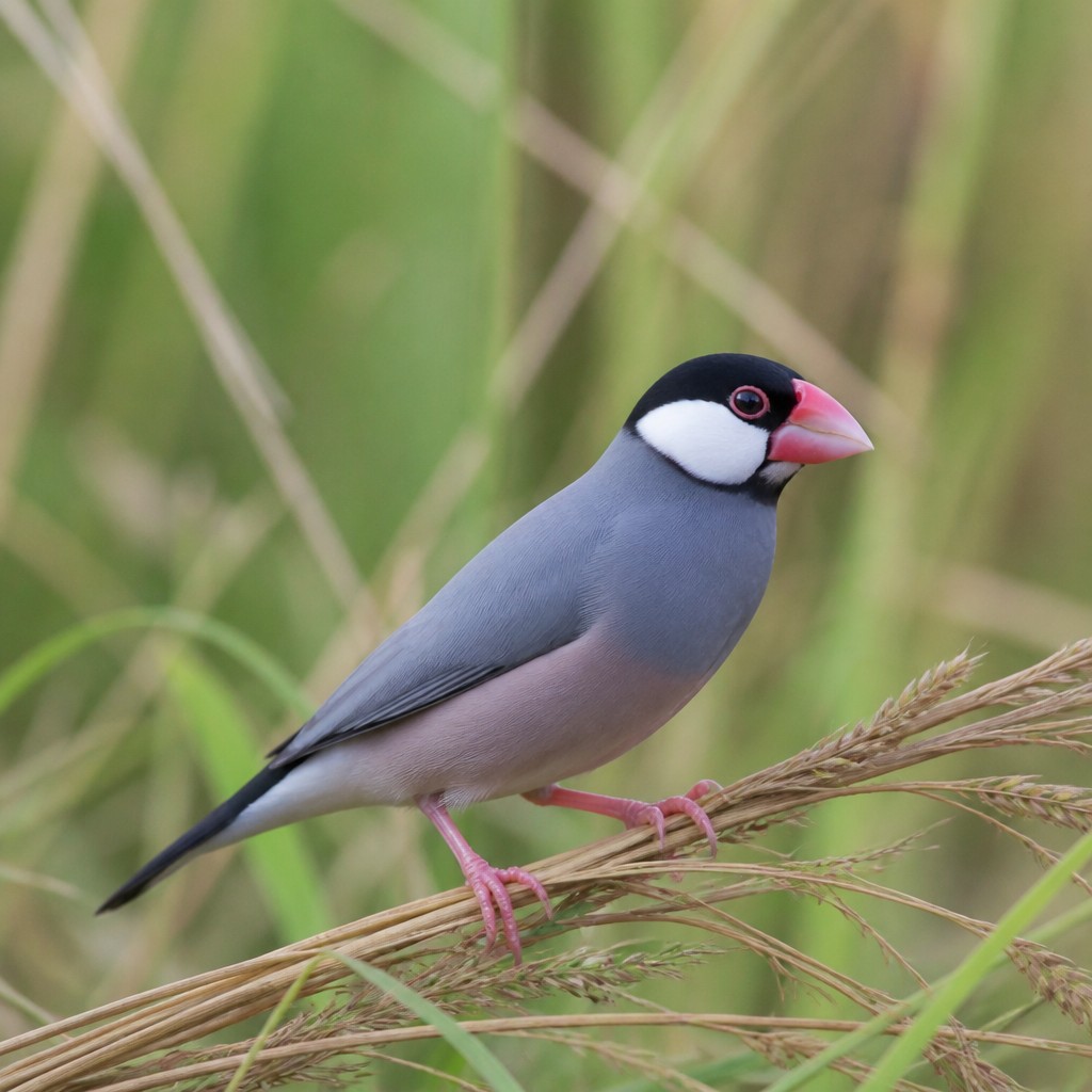 Java Sparrow