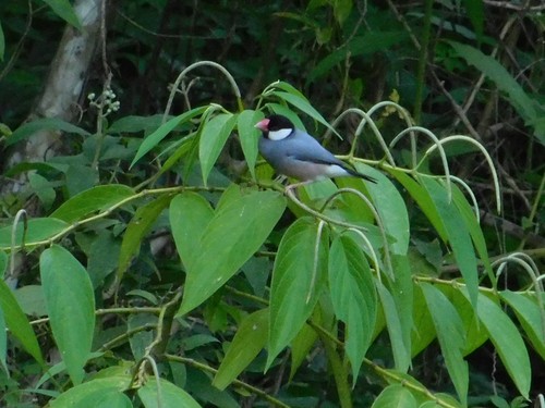 Java Sparrow