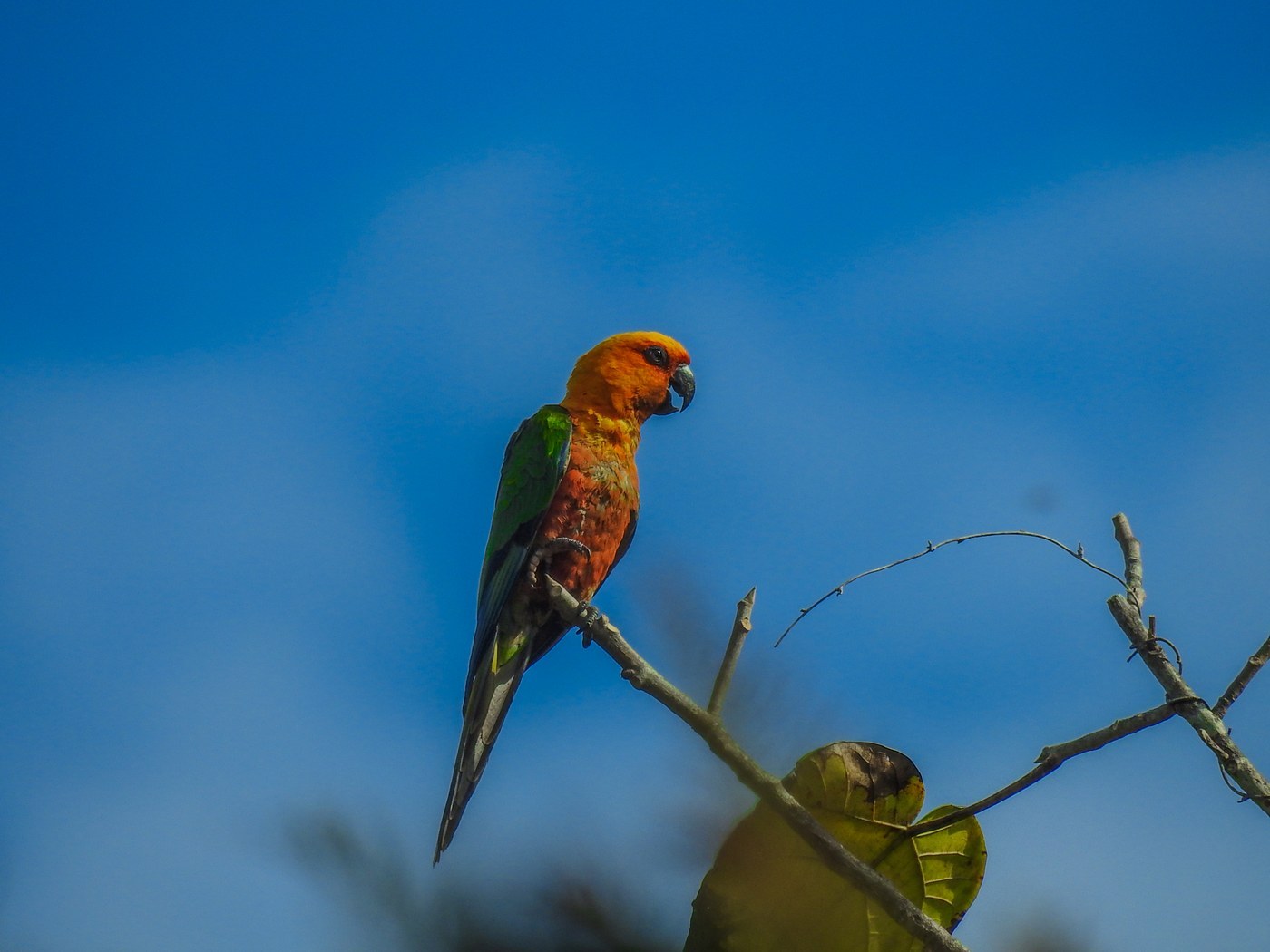 Jenday Conure (Aratinga jandaya)