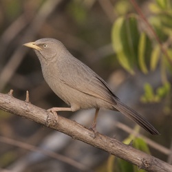 Jungle Babbler Identification Guide