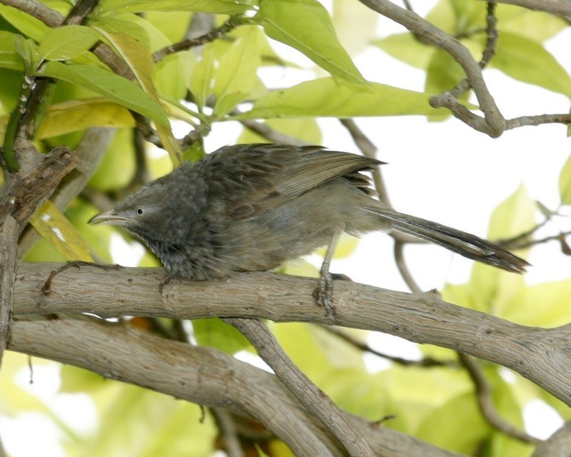Jungle Babbler (Argya striata)