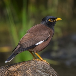 Jungle Myna Identification Guide