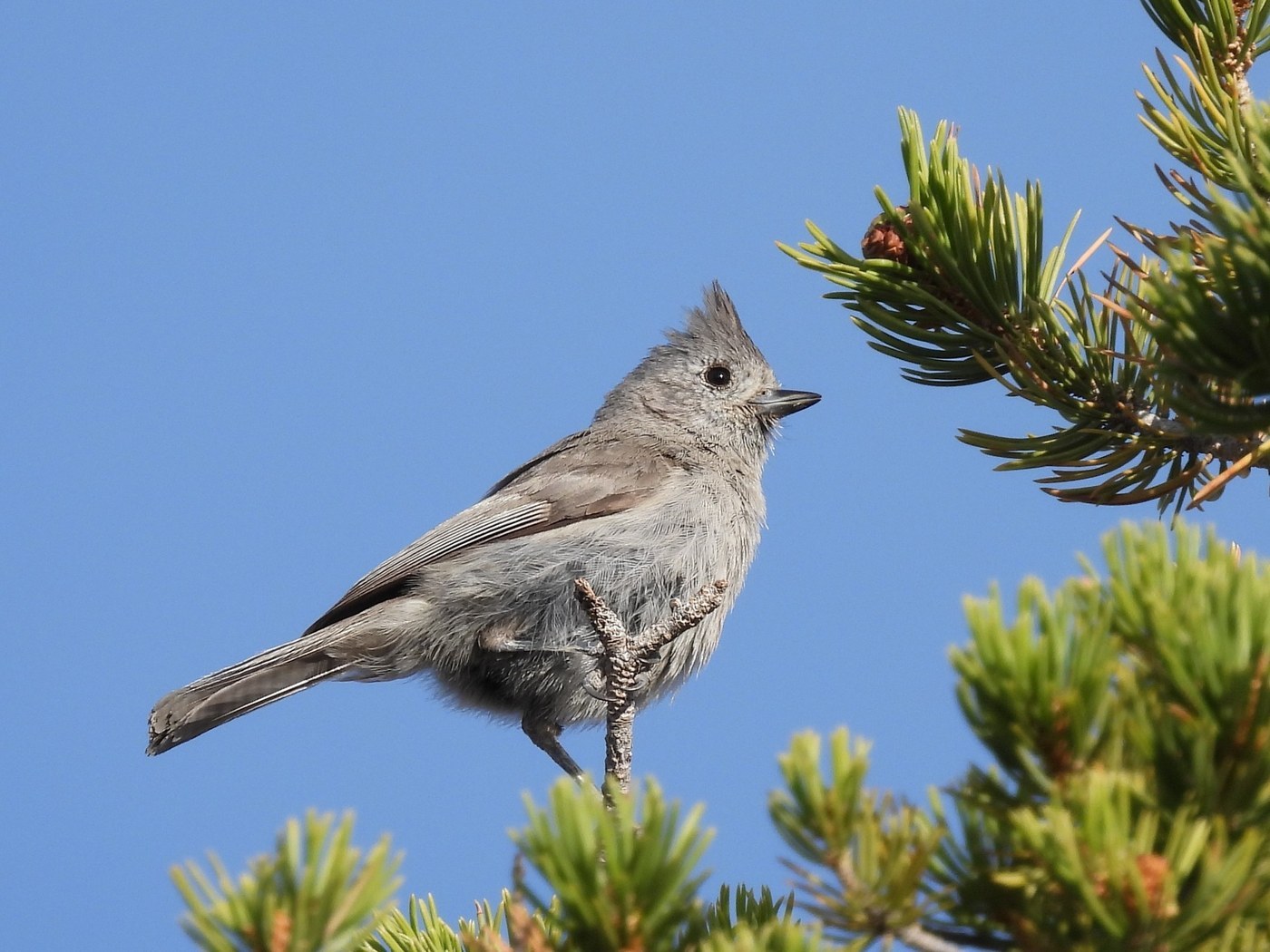 Juniper Titmouse (Baeolophus ridgwayi)