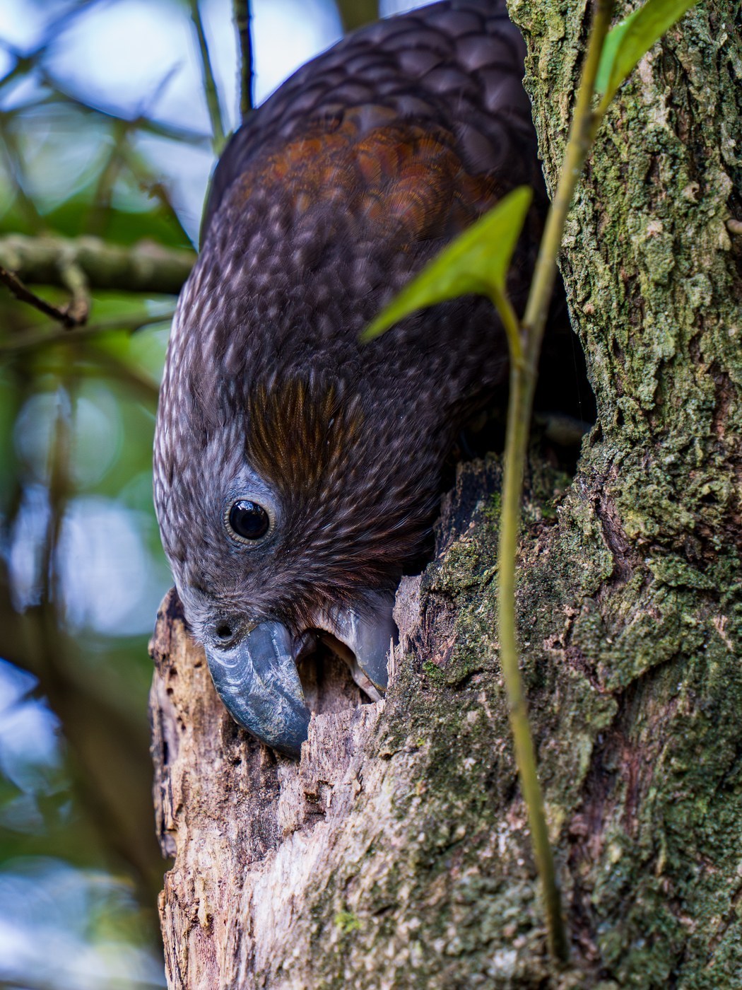 Kaka Identification Guide